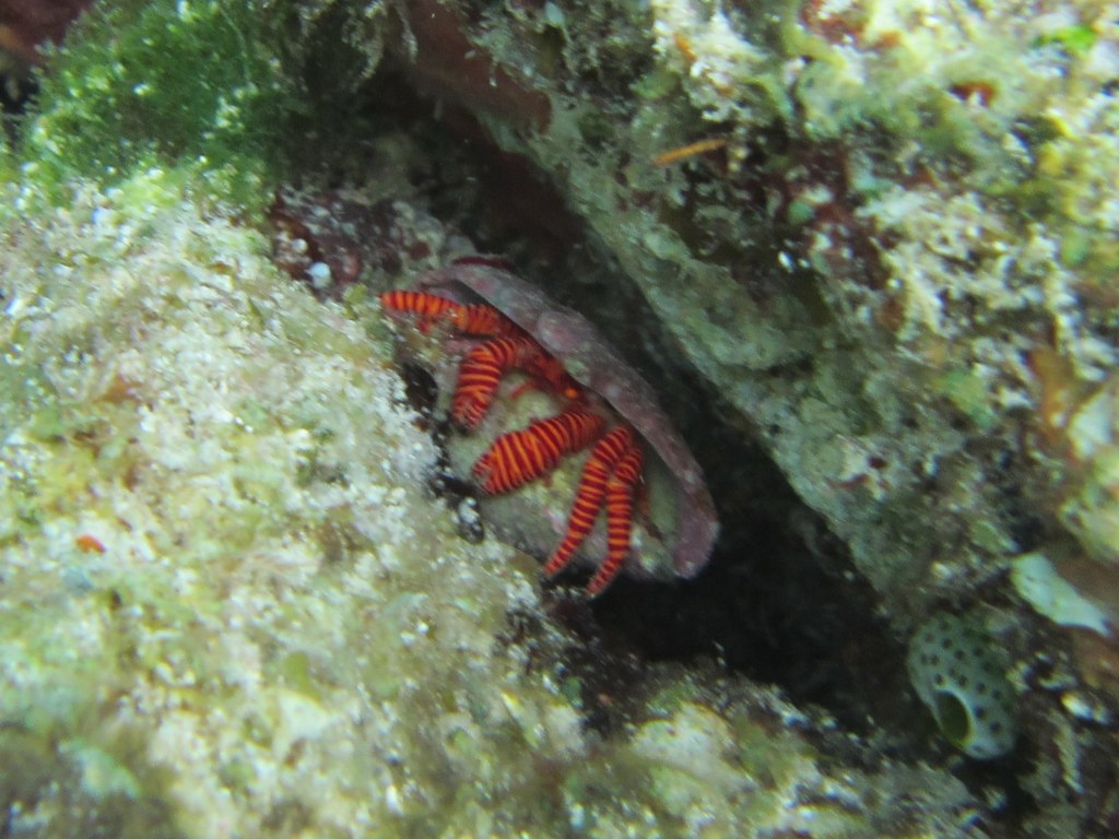 Halloween Hermit Crab