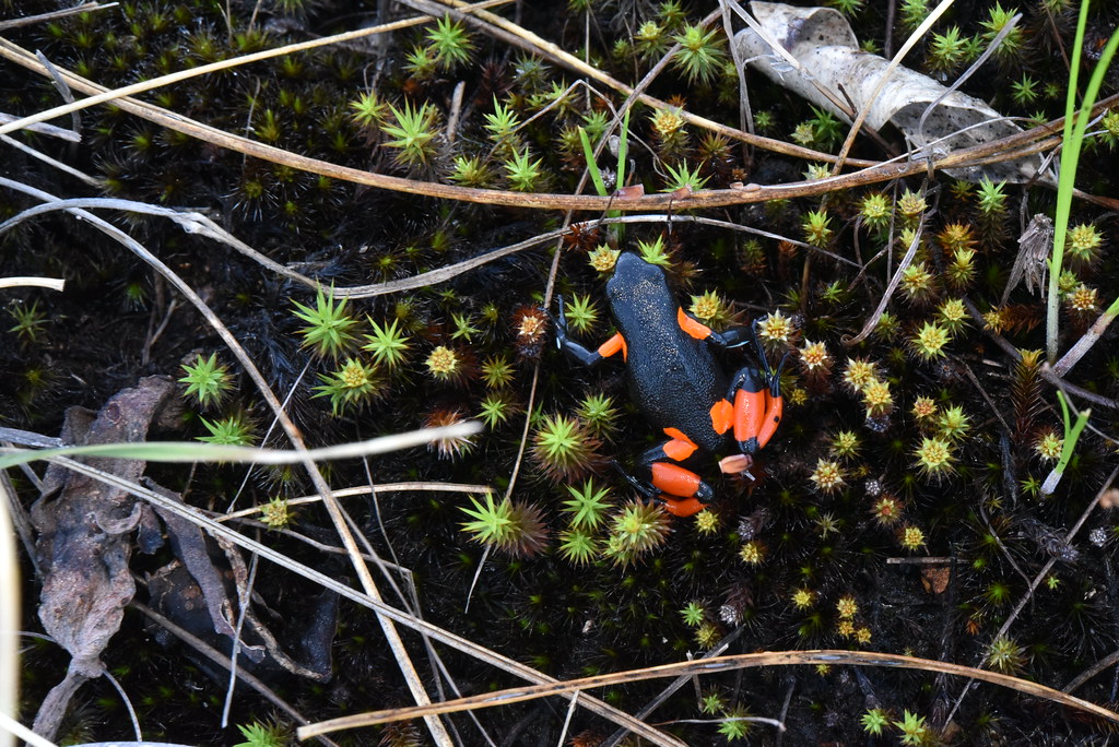 Harlequin Mantella