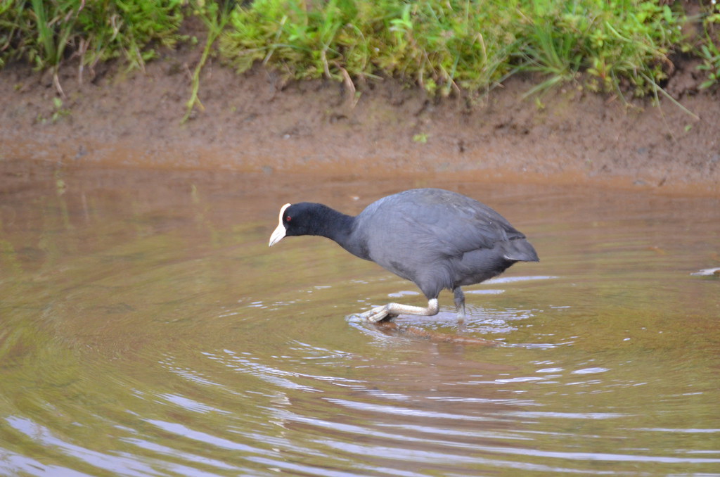 Hawaiian Coot