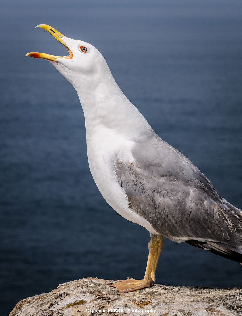Herring Gull
