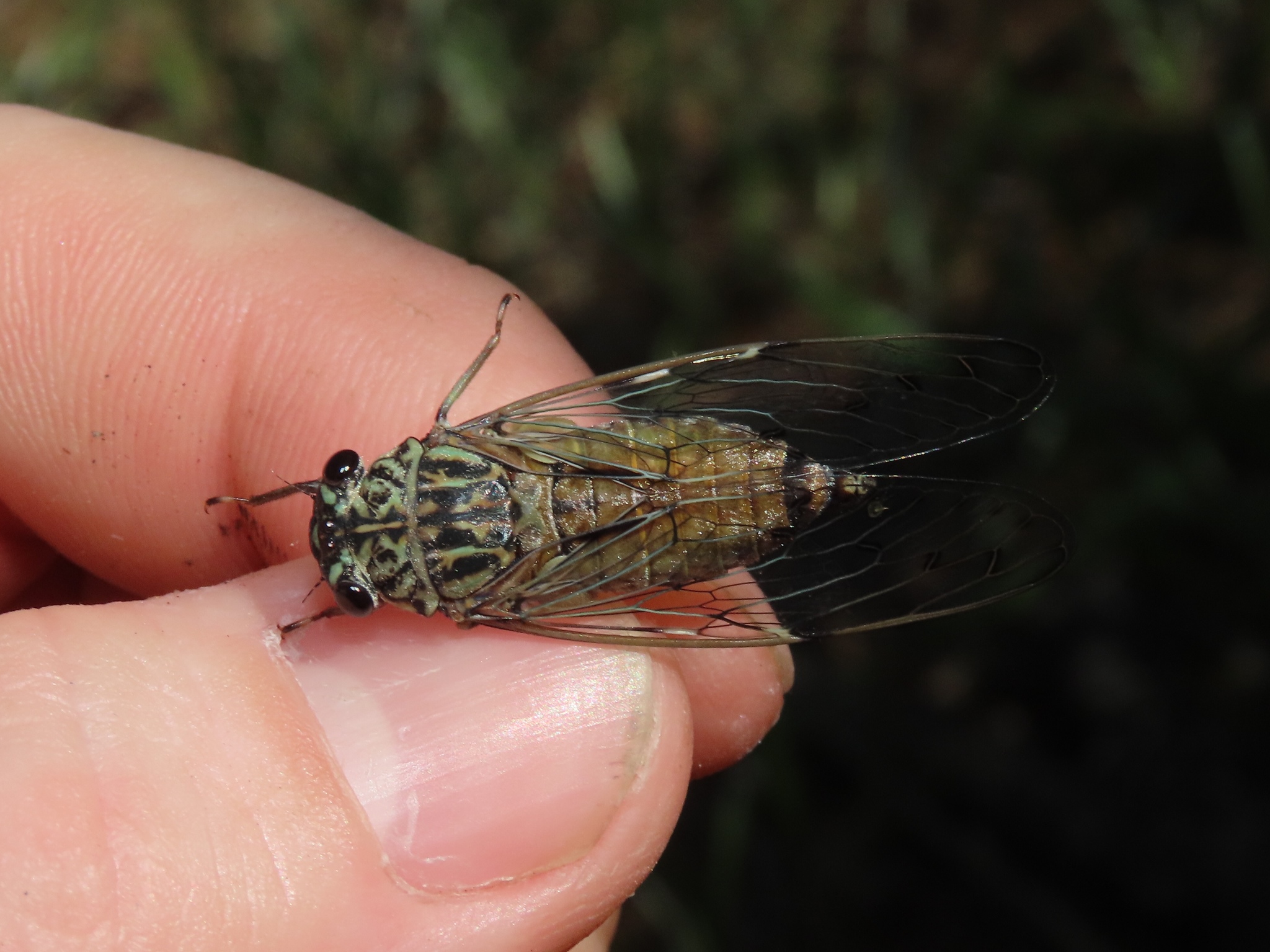 hieroglyphic cicada neotibicen hieroglyphicus