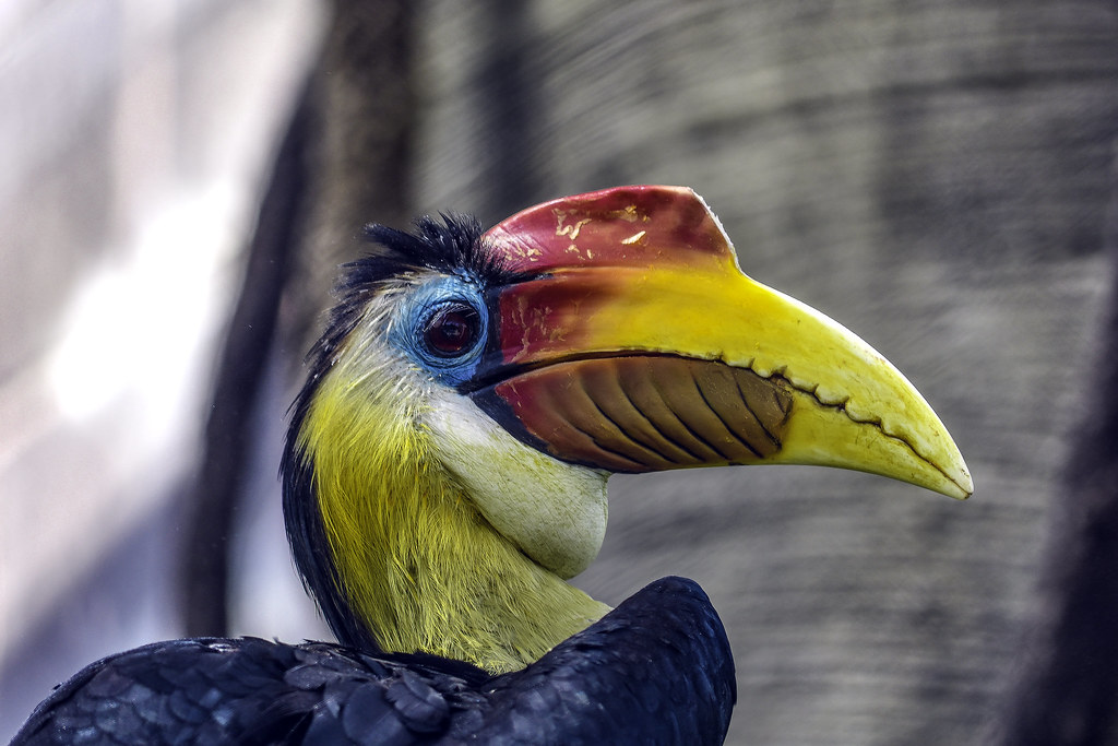 Hornbill