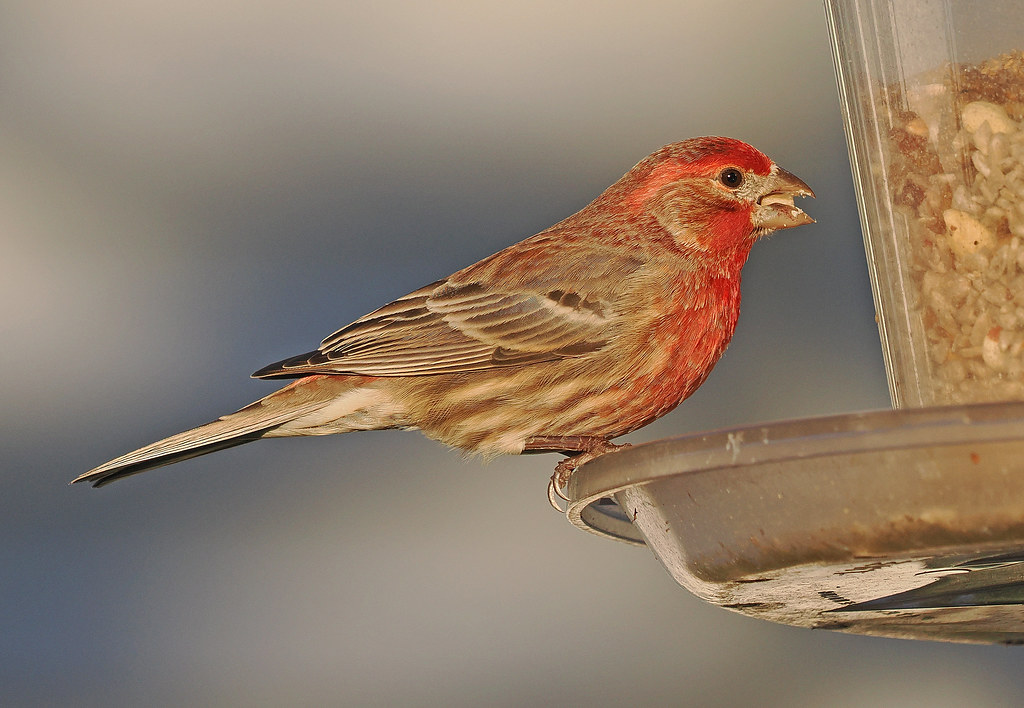 House Finch (Haemorhous mexicanus)