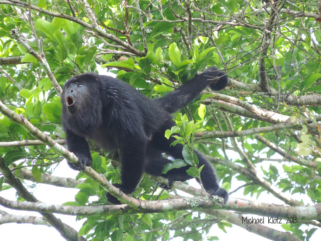 Howler Monkeys