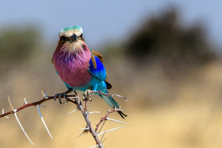 6 Hummingbird Species You Can Spot in Chicago (Yes, Really)