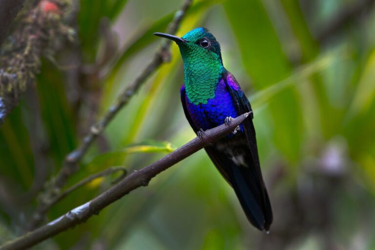 10 Hummingbirds in Louisiana: Species You’ll See in Your Yard