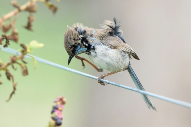 5 Hummingbirds in Nebraska: From Common to Extremely Rare