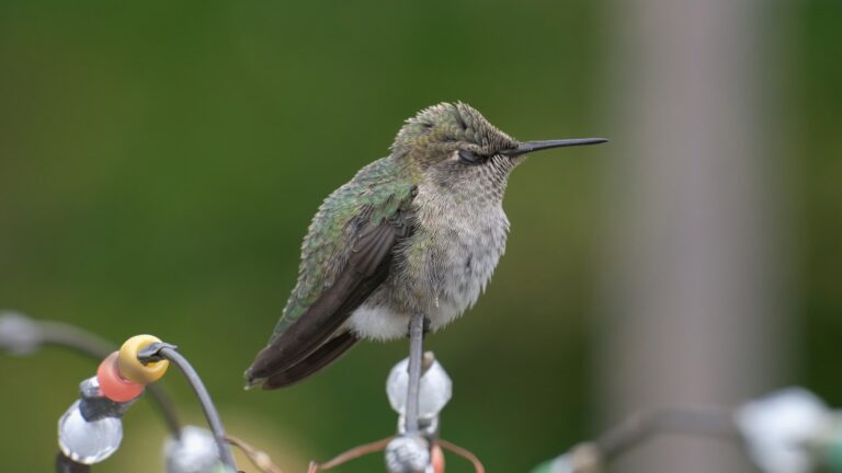 6 Oregon Hummingbird Identification in 2025: Complete Visual Guide