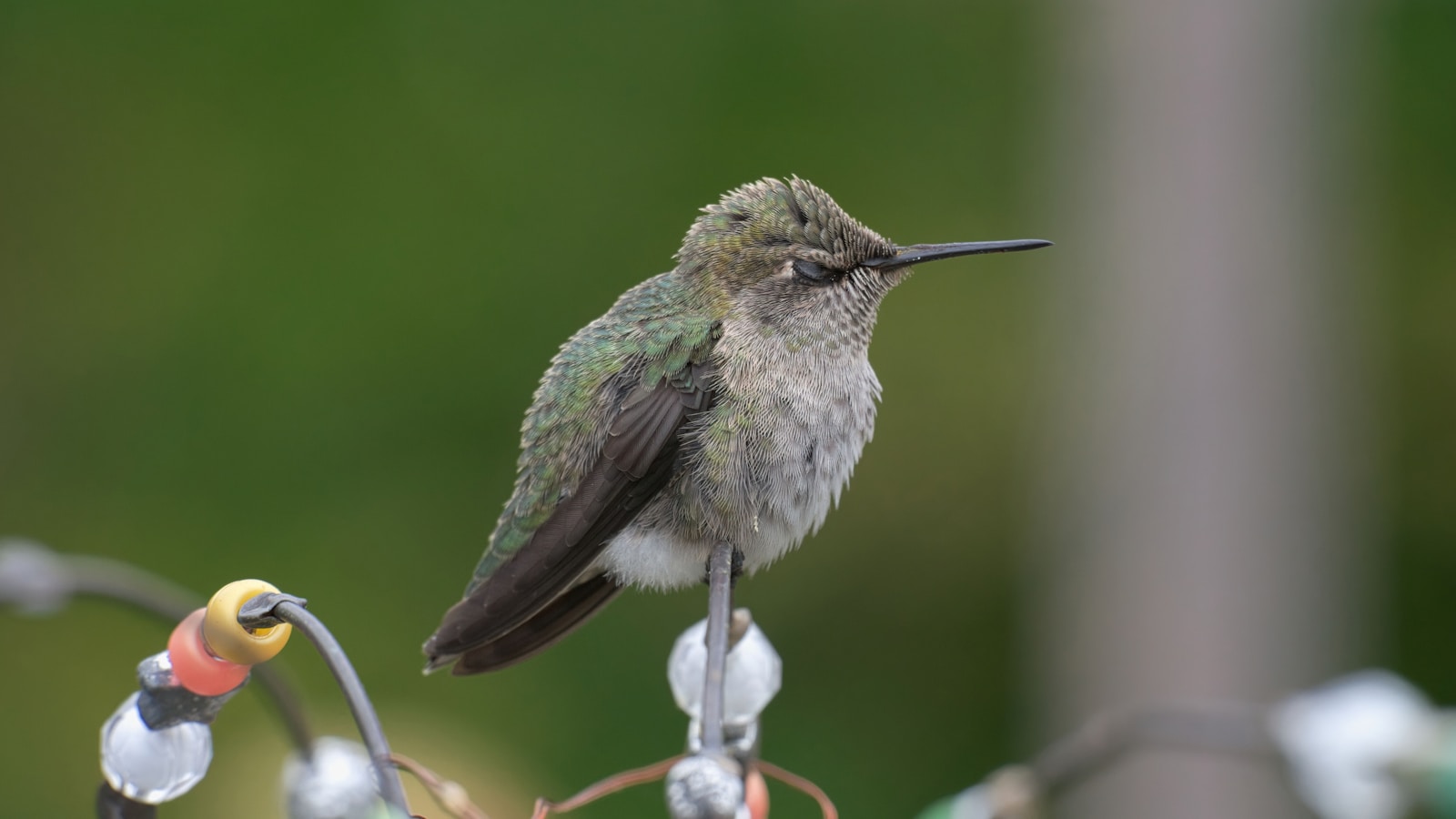 hummingbirds in oregon