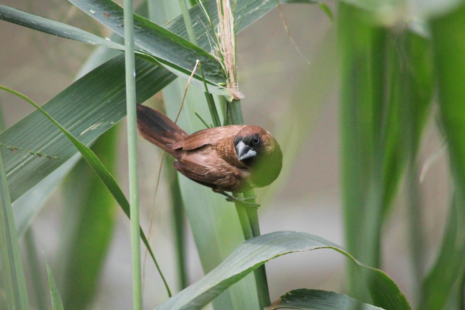 hummingbirds in west texas