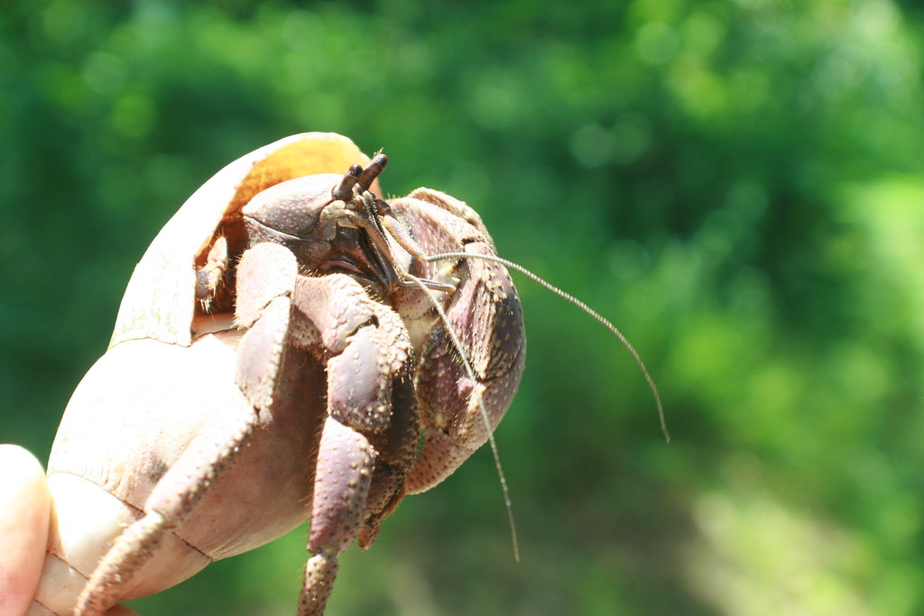 Indonesian hermit crabs (Coenobita brevimanus)