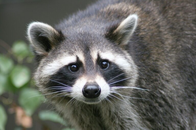 Is It Legal to Own a Raccoon in Arizona? Key Rules, Risks & Alternatives