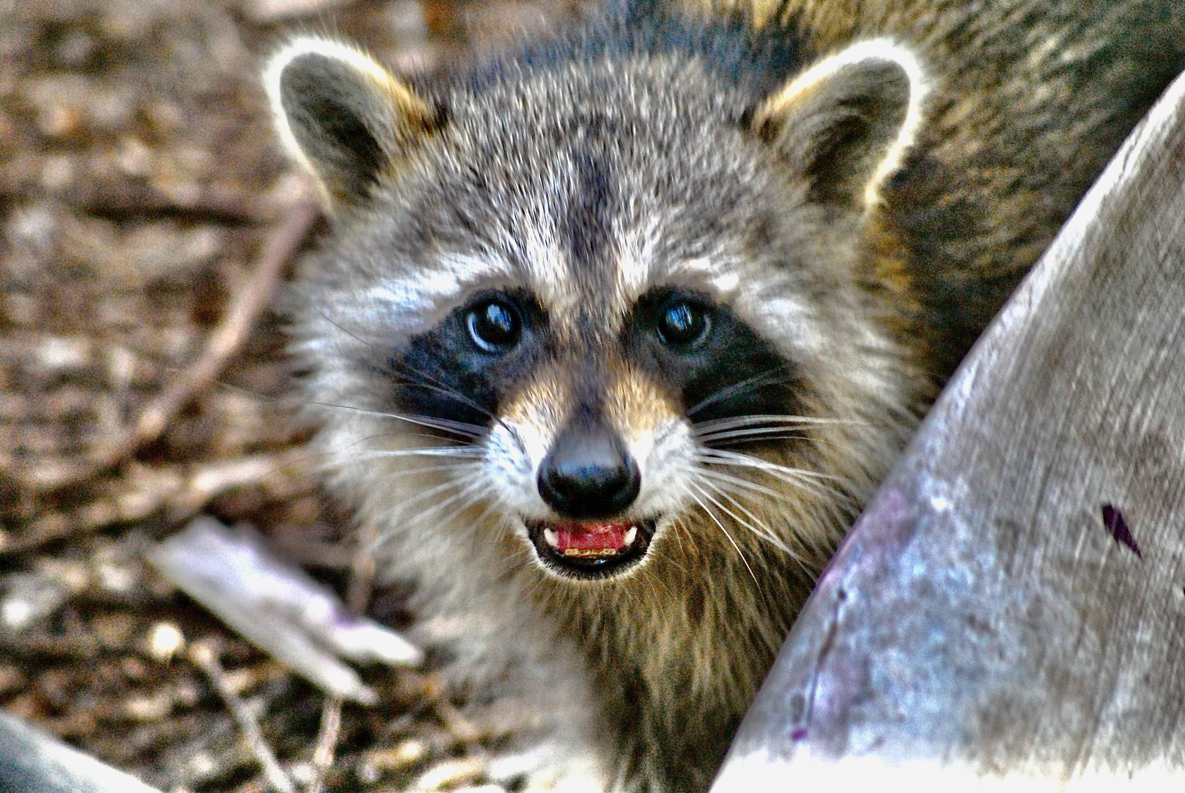 is it legal to own a raccoon in california