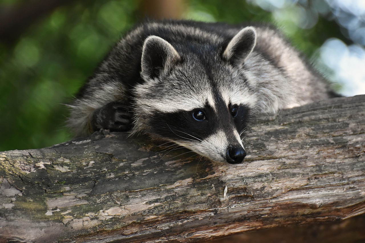 is it legal to own a raccoon in florida
