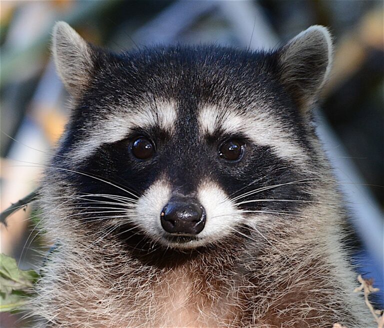 Is It Legal to Own a Raccoon in New York? Permits, Restrictions, and Responsible Ownership