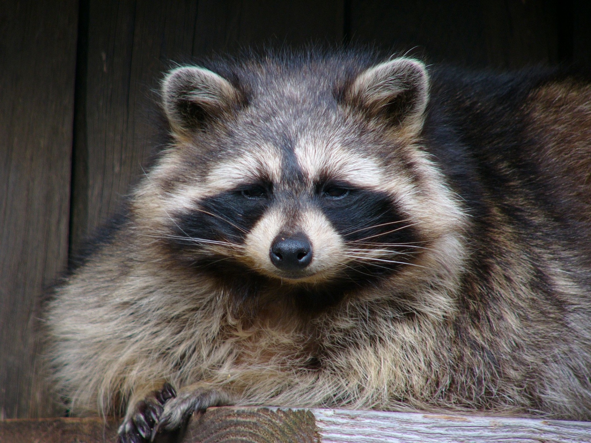 is it legal to own a raccoon in texas