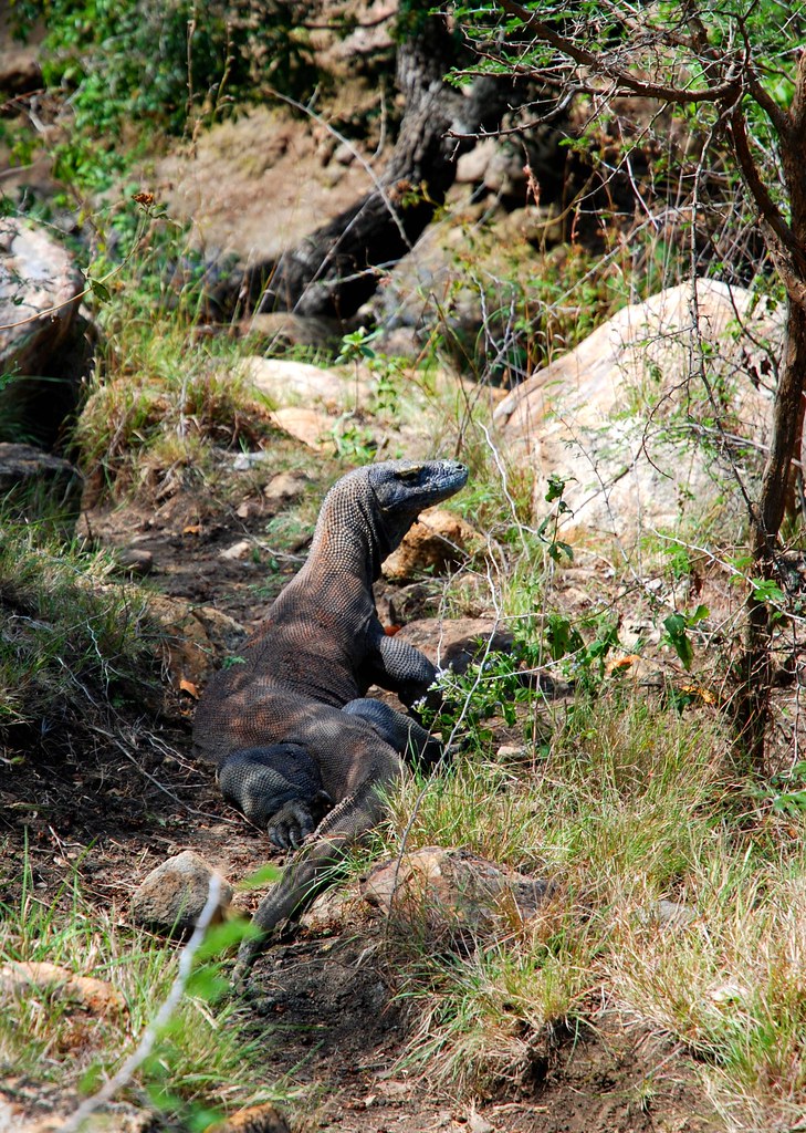 Komodo Dragons