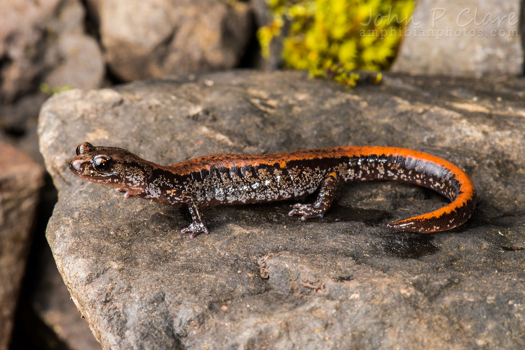 Larch Mountain Salamander