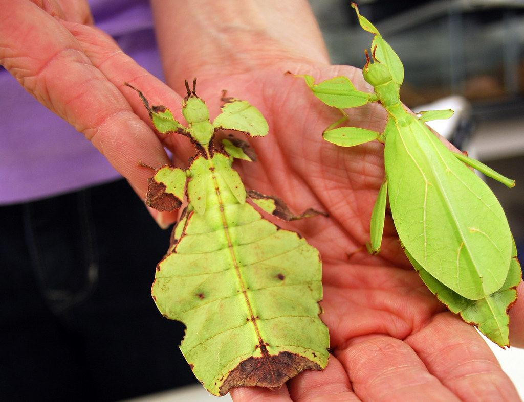 Leaf Insects