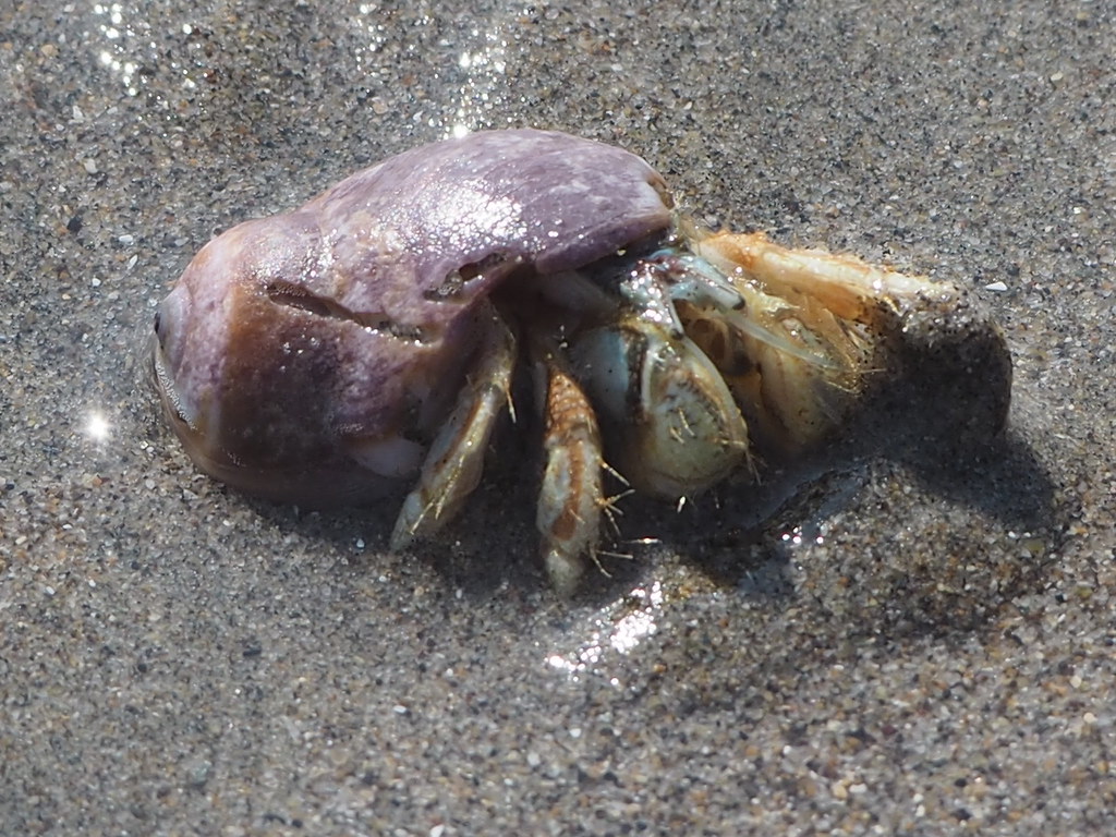 Left-Handed Hermit Crab