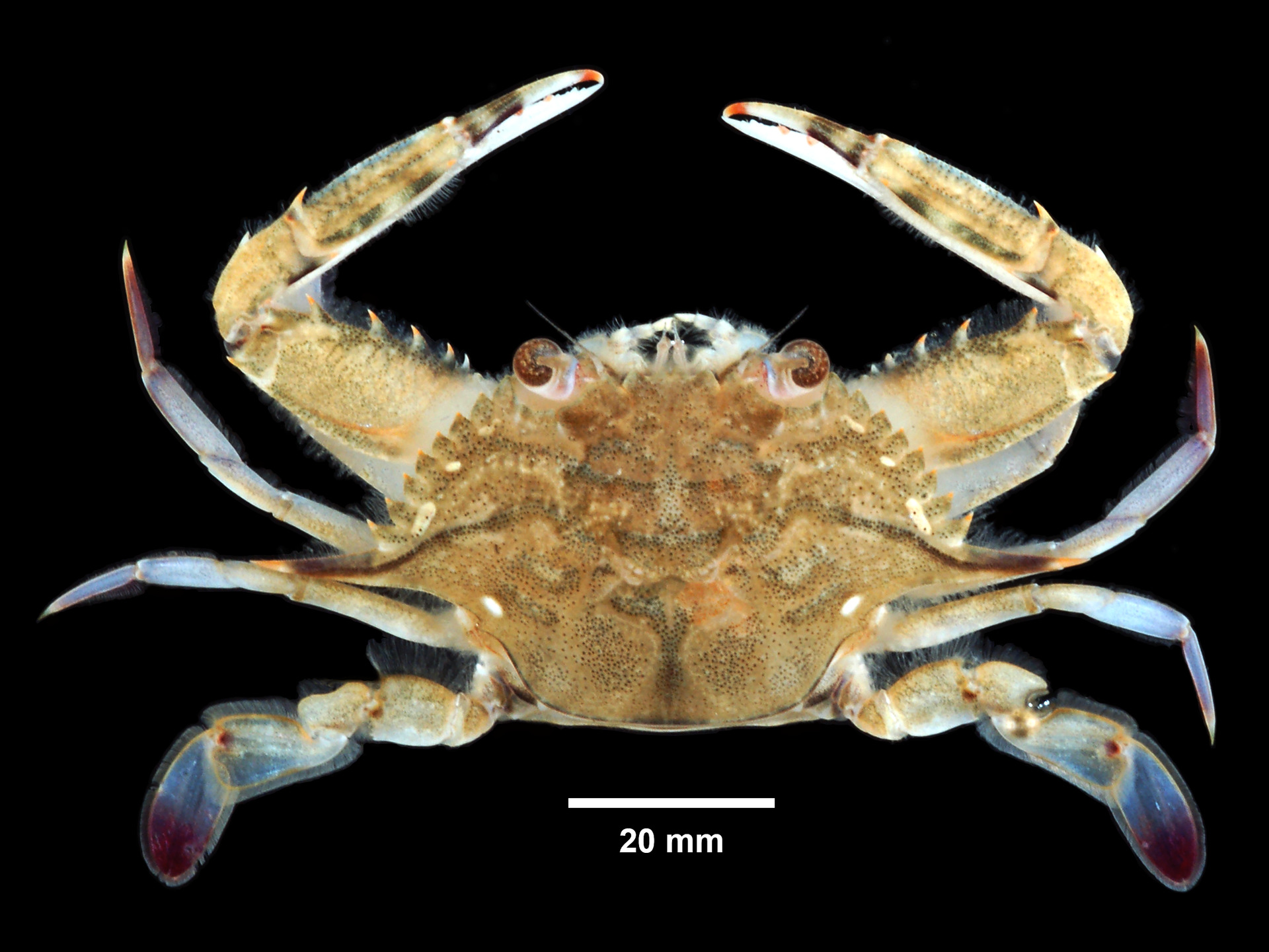 lesser swimming crab (Portunus gibbesii)