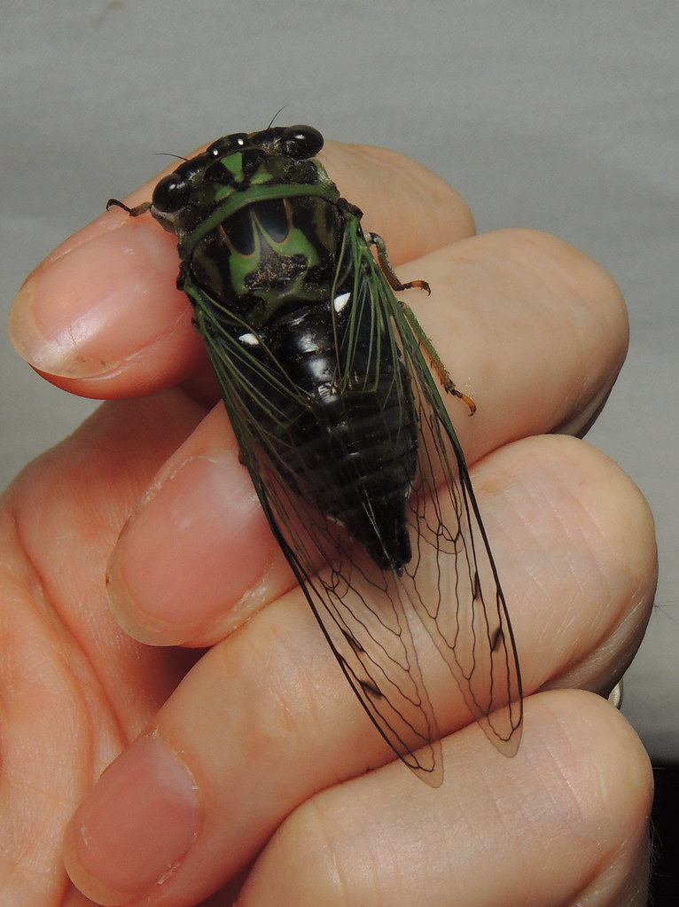 Linne's cicada (Neotibicen linnei)