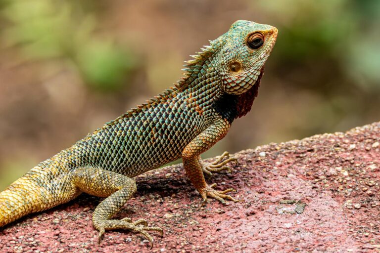 What Lizards Live in Louisiana? Complete Species Guide