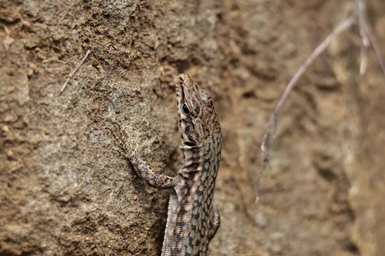 How to Identify Lizards in South Carolina: Complete Native Species Guide
