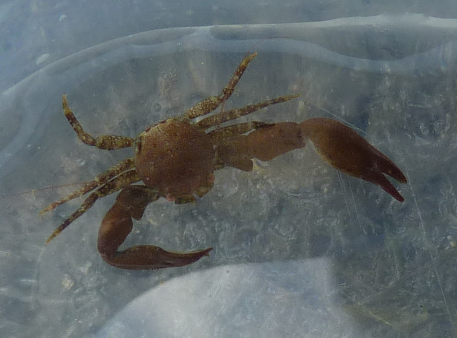 Long-clawed Porcelain Crab