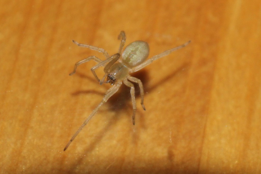 Long-legged Sac Spider