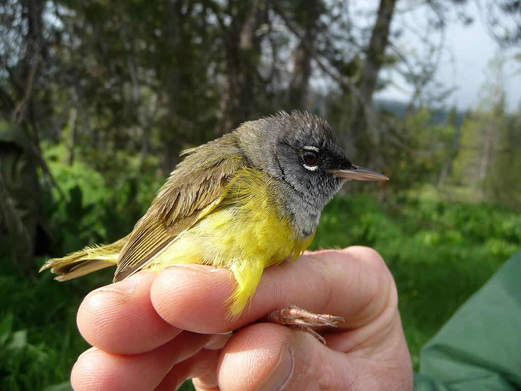 MacGillivray's Warbler