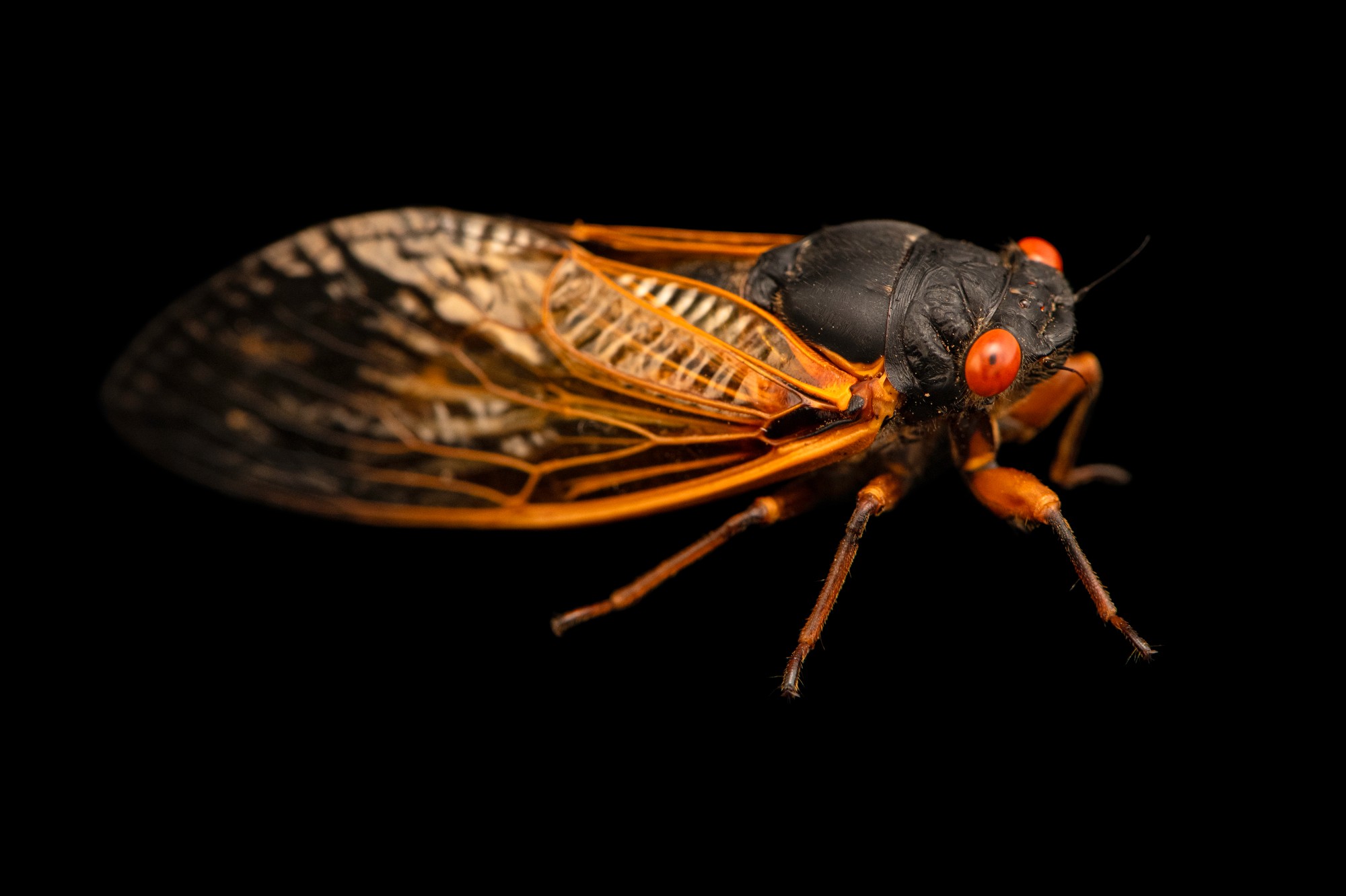 magicicada tredecassini