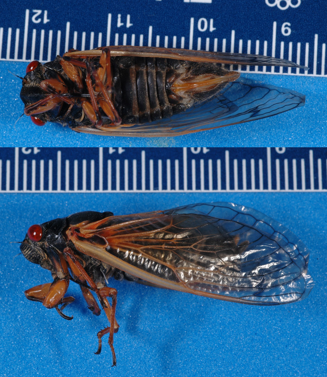 magicicada tredecula