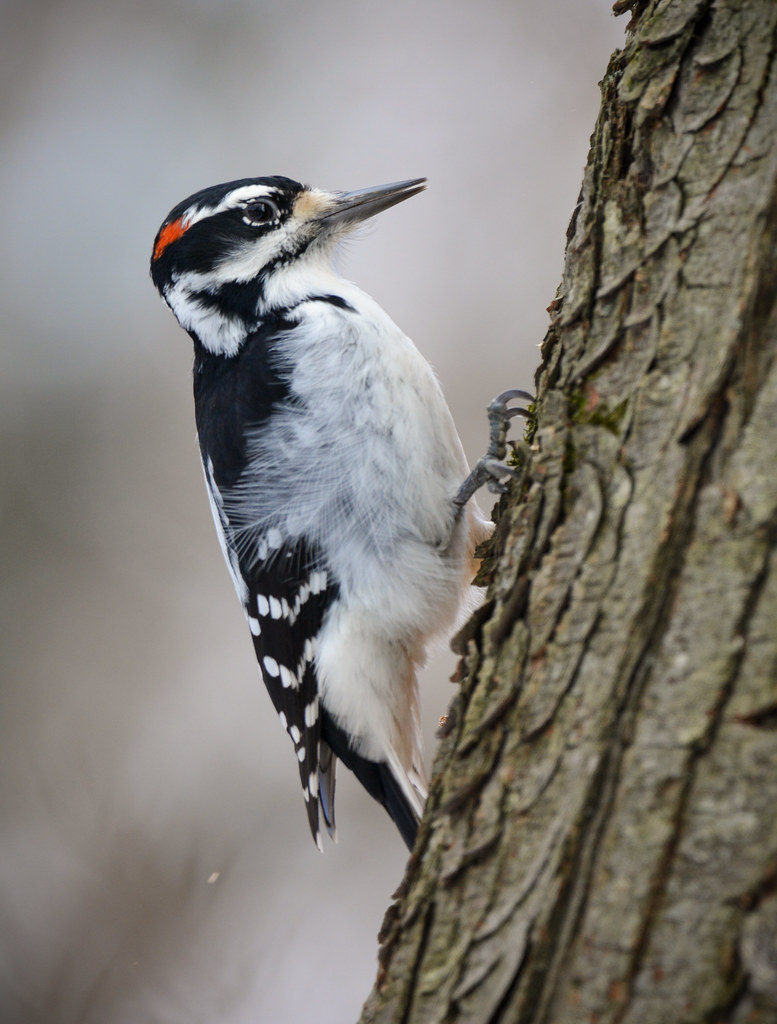 Male Hairy Woodpecker