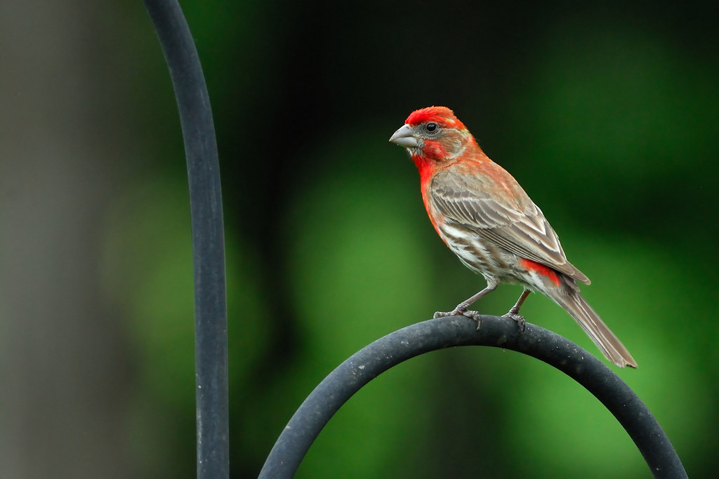 Male House Finch