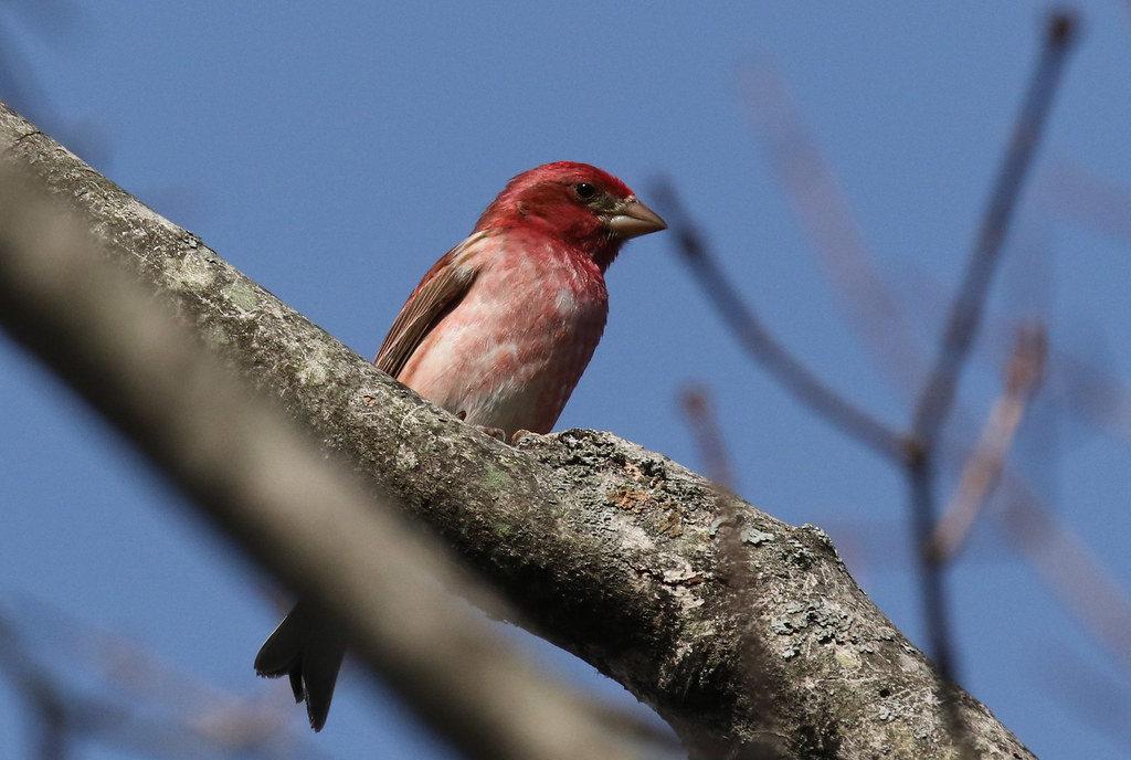 Male Purple Finch