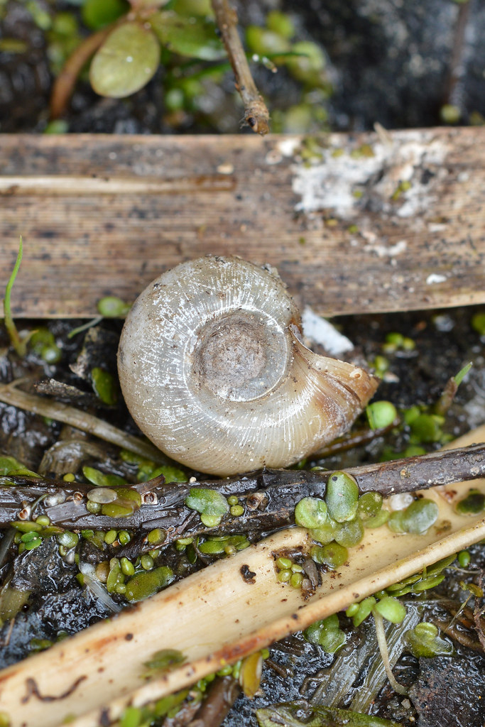 marsh rams-horn (Planorbella trivolvis)