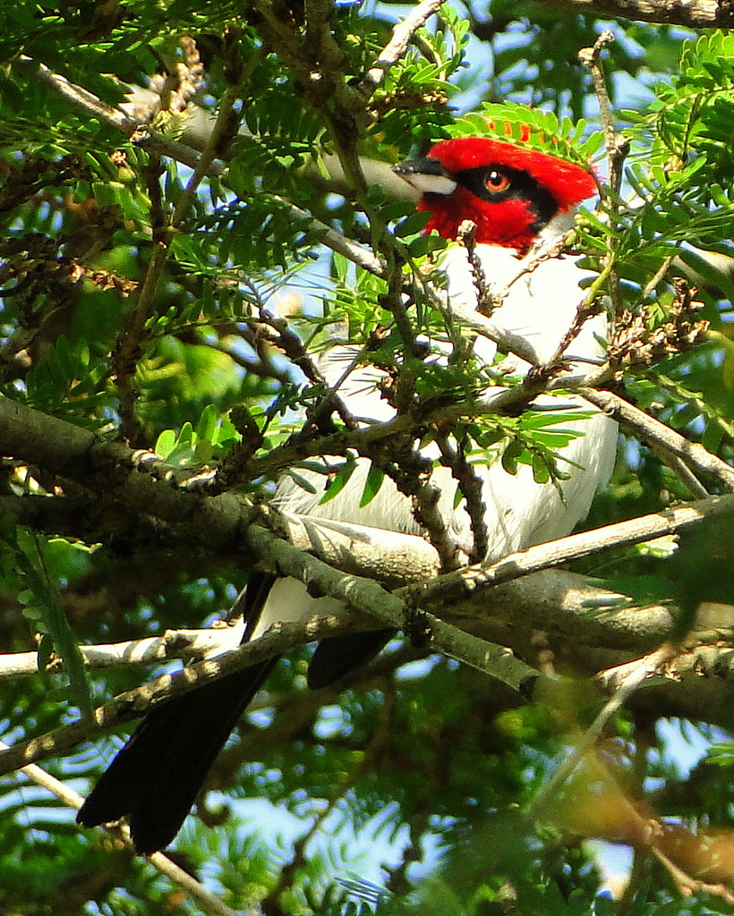 Masked Cardinal