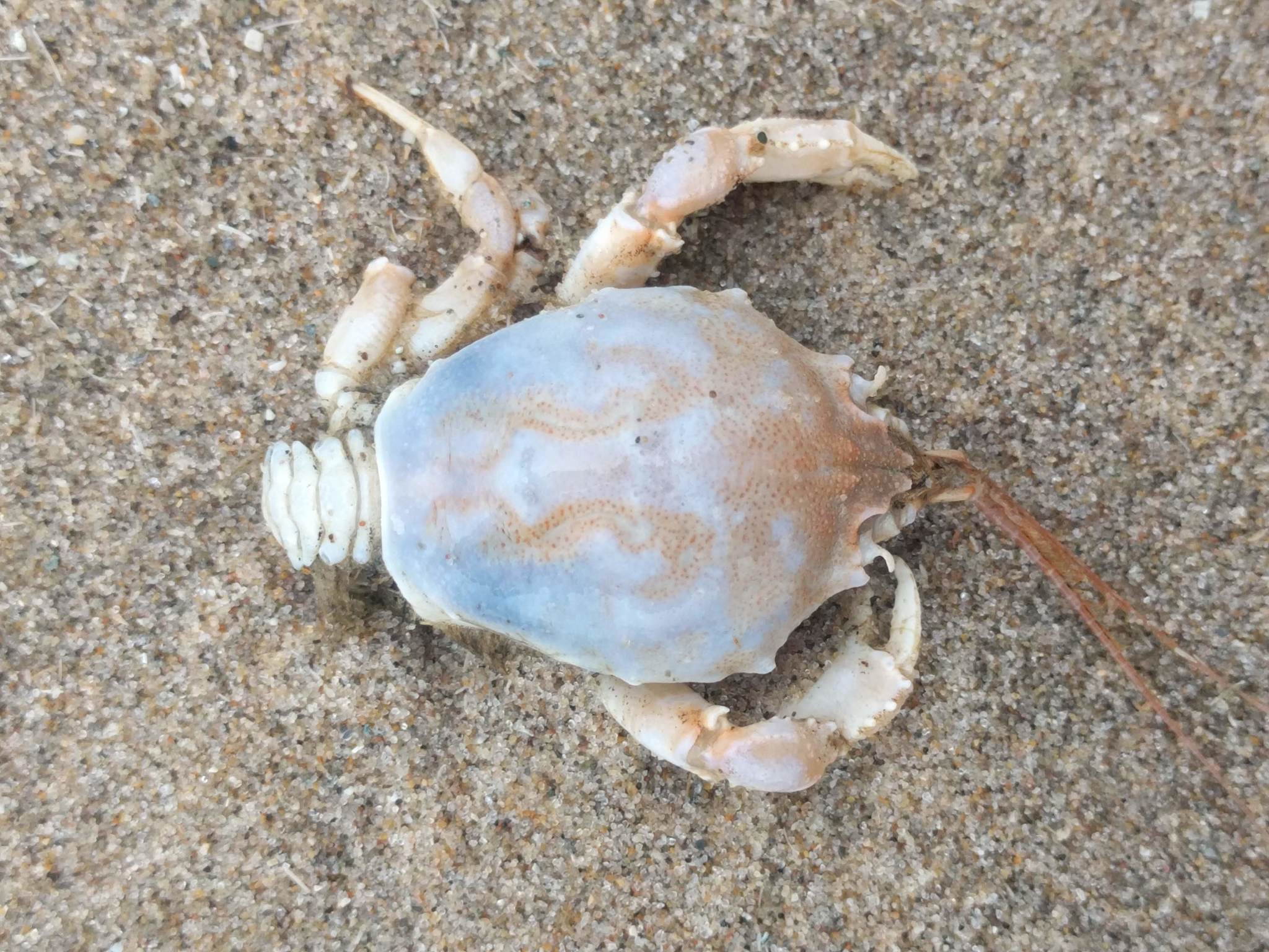 masked crab (Corystes cassivelaunus)