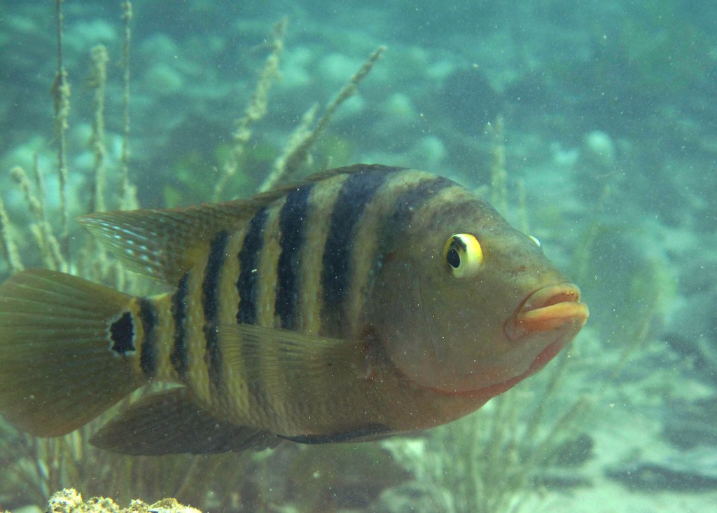 Mayan Cichlid