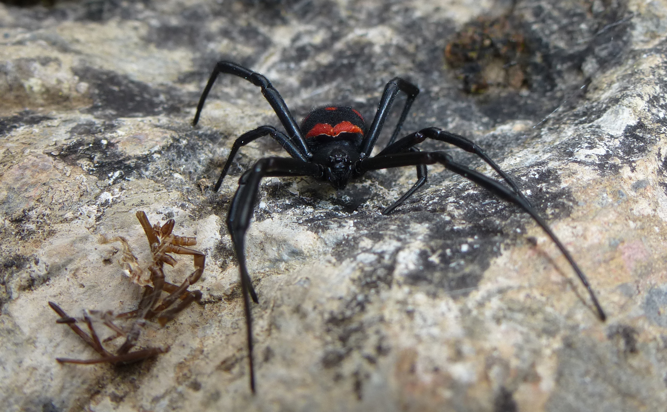 Mediterranean Black Widow (Latrodectus tredecimguttatus)
