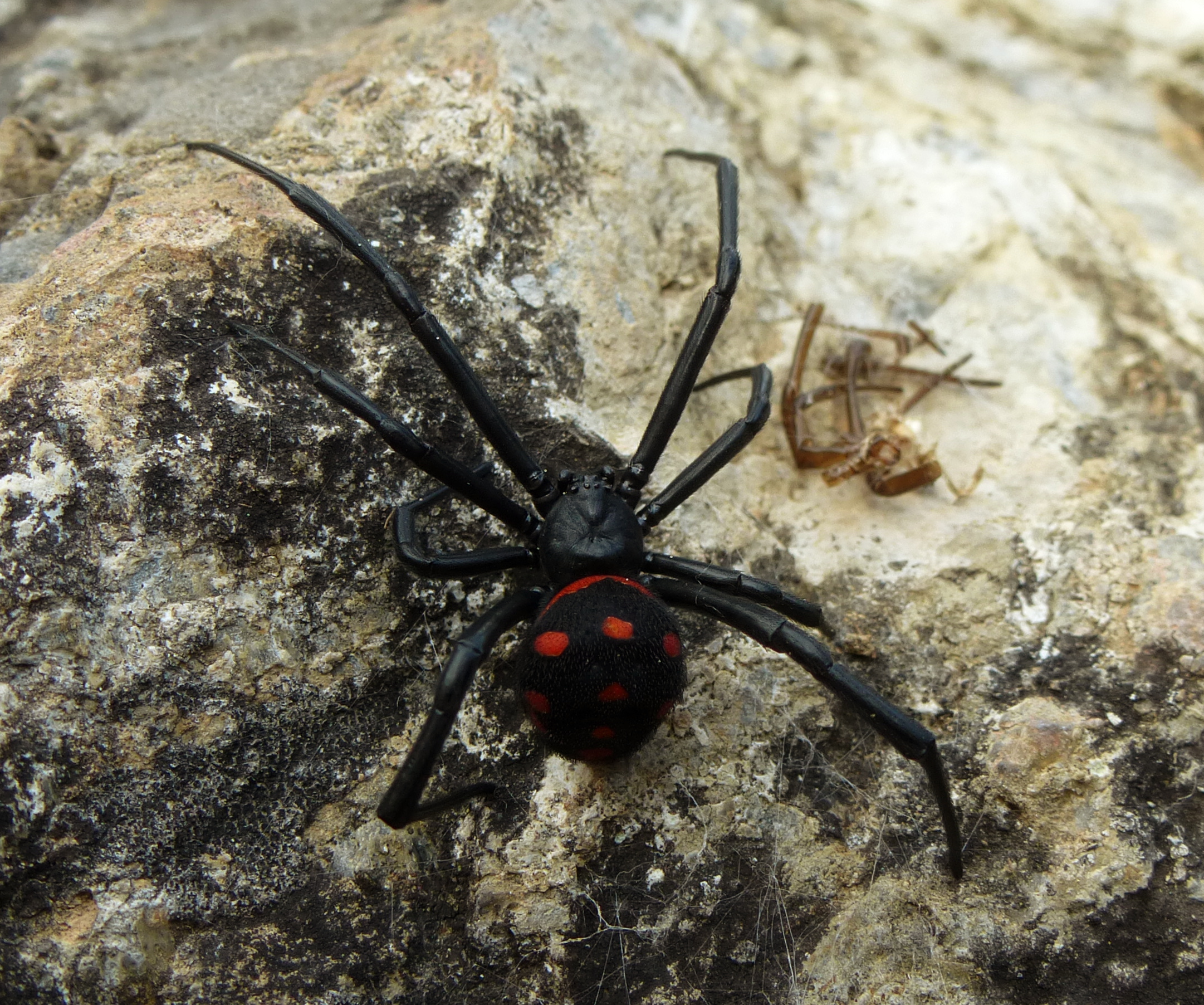 Mediterranean Black Widow (Latrodectus tredecimguttatus)