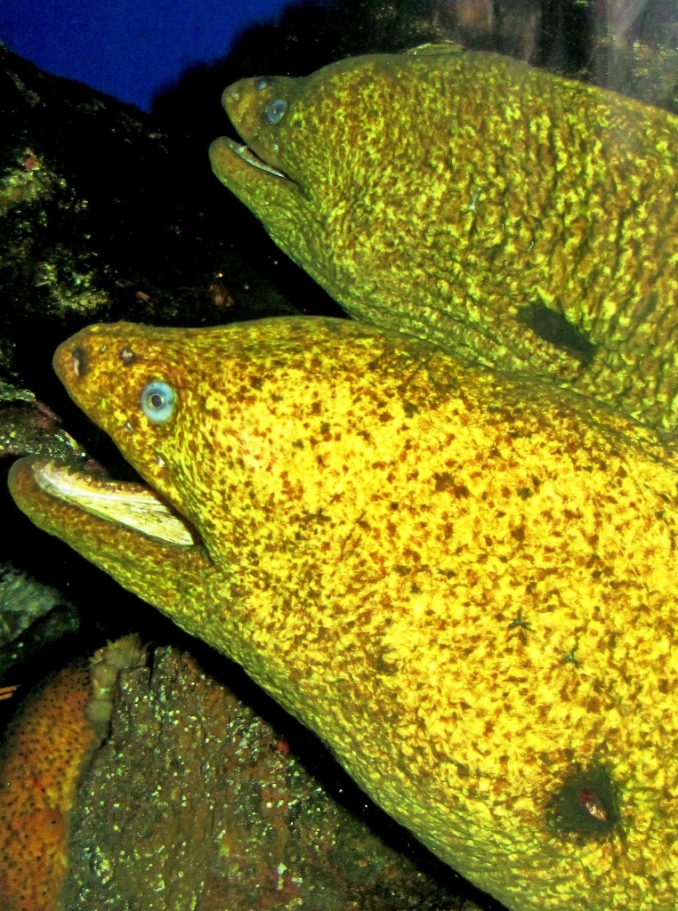 Moray Eels