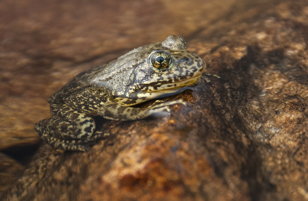 Mountain Yellow-Legged Frog