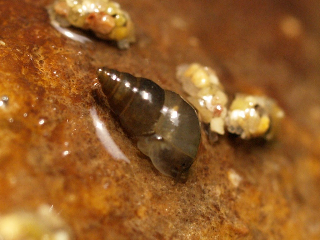 New Zealand mudsnail (Potamopyrgus antipodarum)