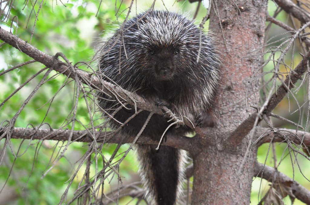 North American Porcupine
