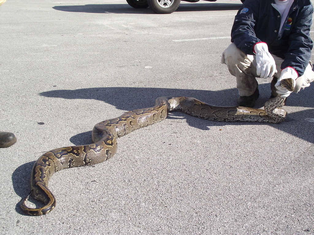 Northern African Python