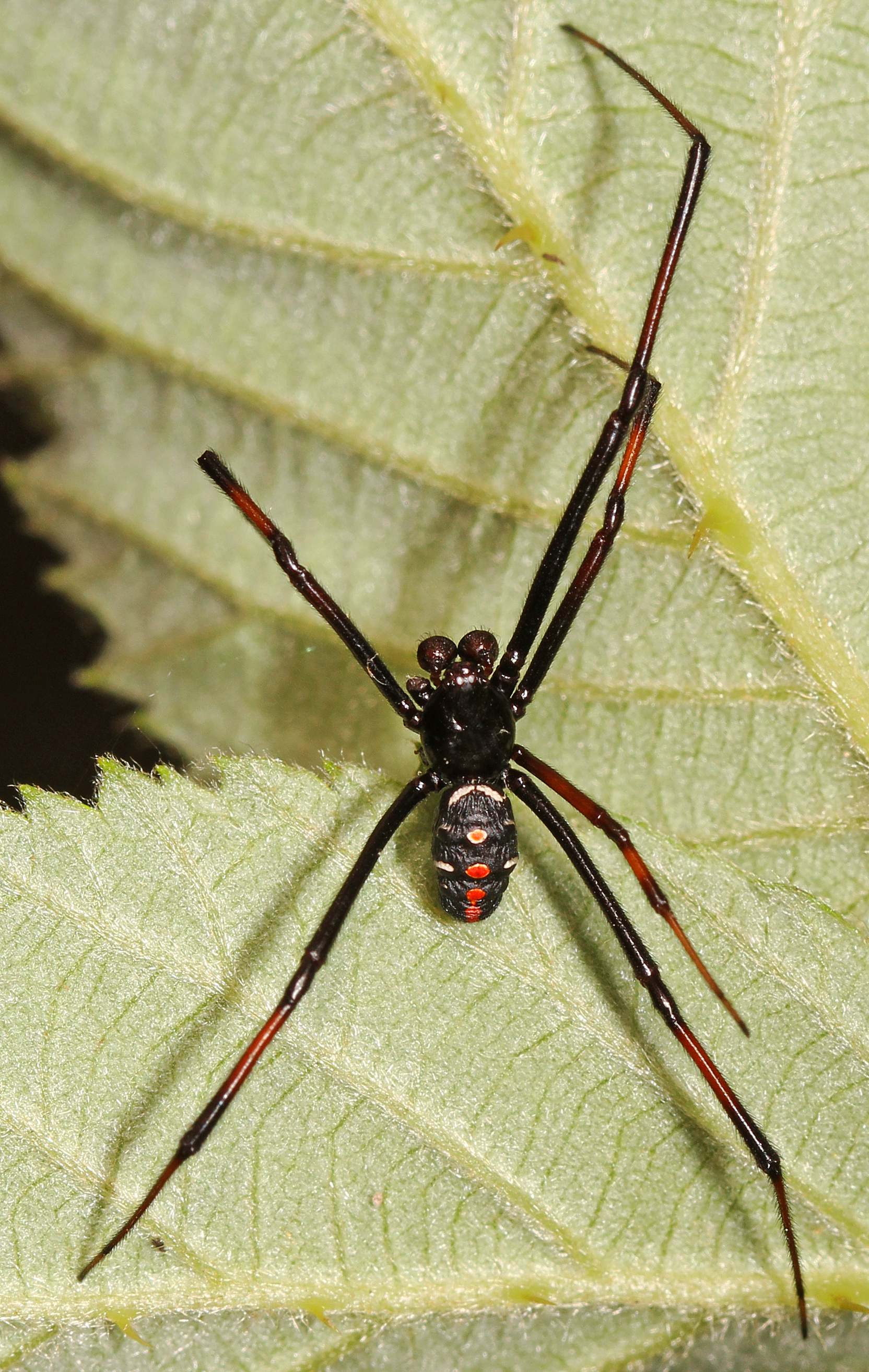 Northern Black Widow (Latrodectus variolus)