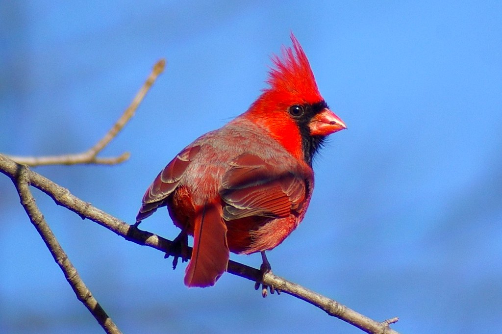 Northern Cardinal