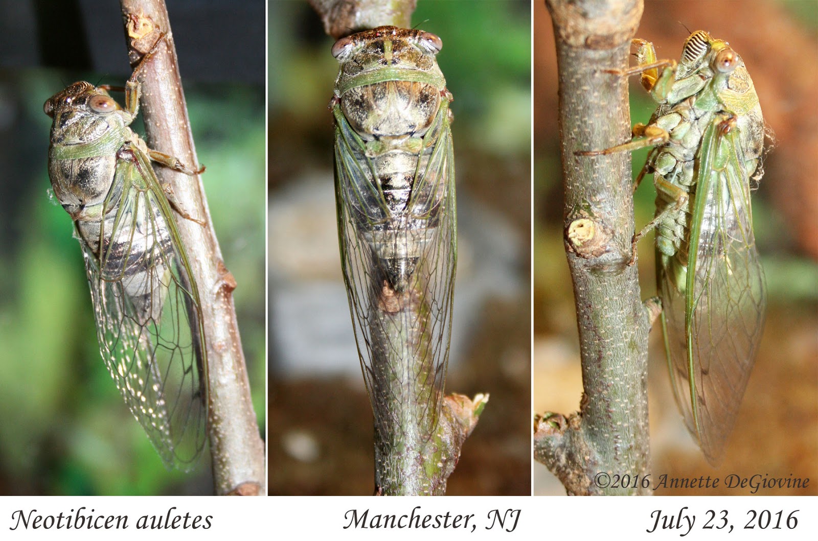 northern dusk singing cicada neotibicen auletes